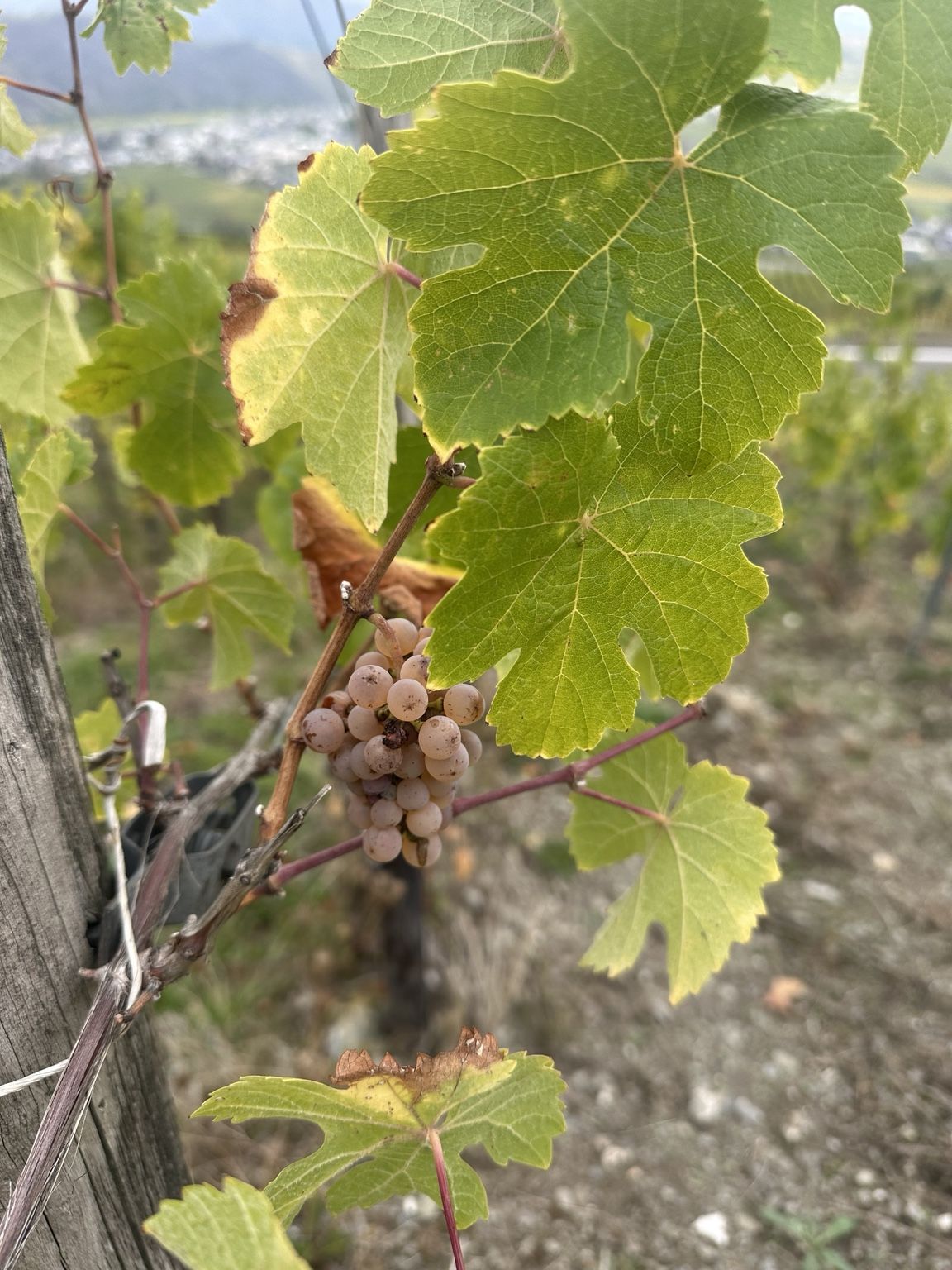 Quelques grappes encore sur les ceps, derniers témoins de la saison des vendanges.