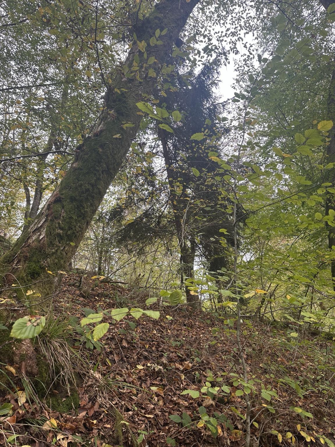 Sur les sentiers du Burgenstieg, la forêt revêt doucement ses couleurs d’automne.
