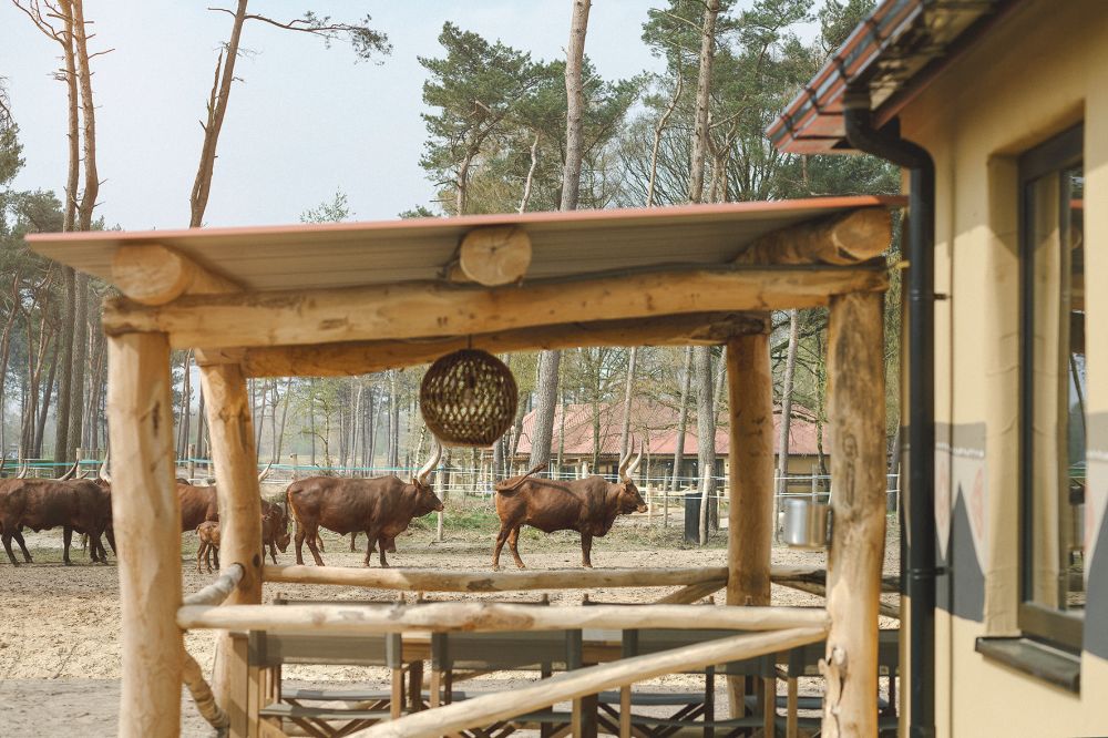 Safari Resort Beekse Bergen -15% si vous réservez min. 120 jours avant l'arrivée photo 3