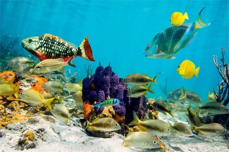 Plongée Maldives 