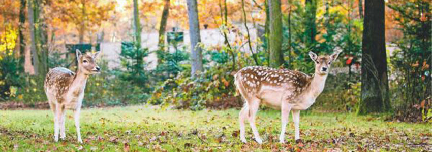 Vacances de la Toussaint à Center Parcs,  dès 215€ / nuit pour 4 personnes