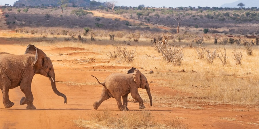 Safari Kenya