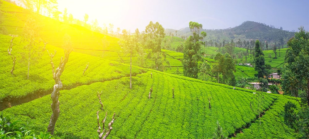 Les plantations de thé de Nuwara Eliya