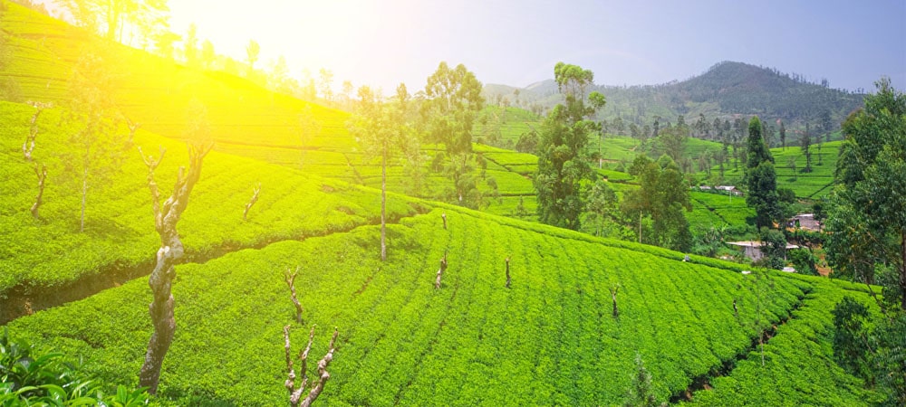 Les plantations de thé de Nuwara Eliya