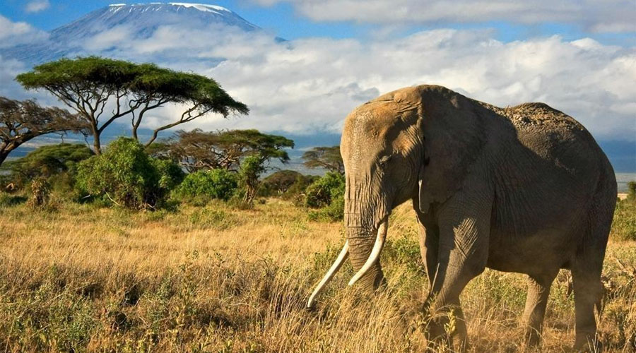 Code de 7% de réduction sur une sélection de séjours avec Safari au Kenya ou à Zanzibar