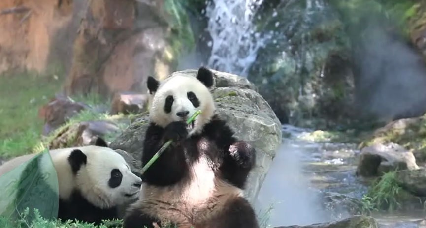 EXCLUSIVITÉ WEB Billet 1 jour daté dès 29€ le billet pour enfant