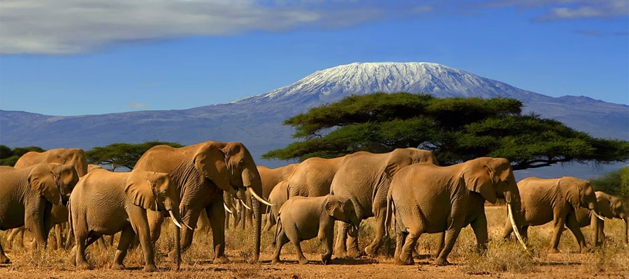 Circuit Safaris, sable et savane