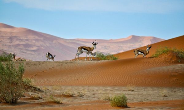 Circuit Splendeurs de Namibie & séjour Chutes Victoria