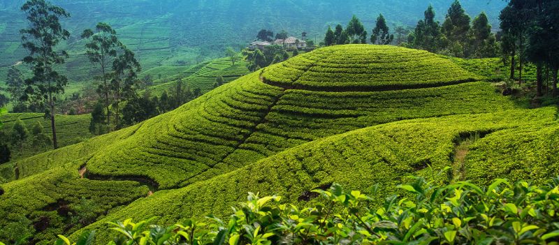 Circuit Découvertes Sri Lankaises 4* + extension Citrus Waskaduwa 5*
